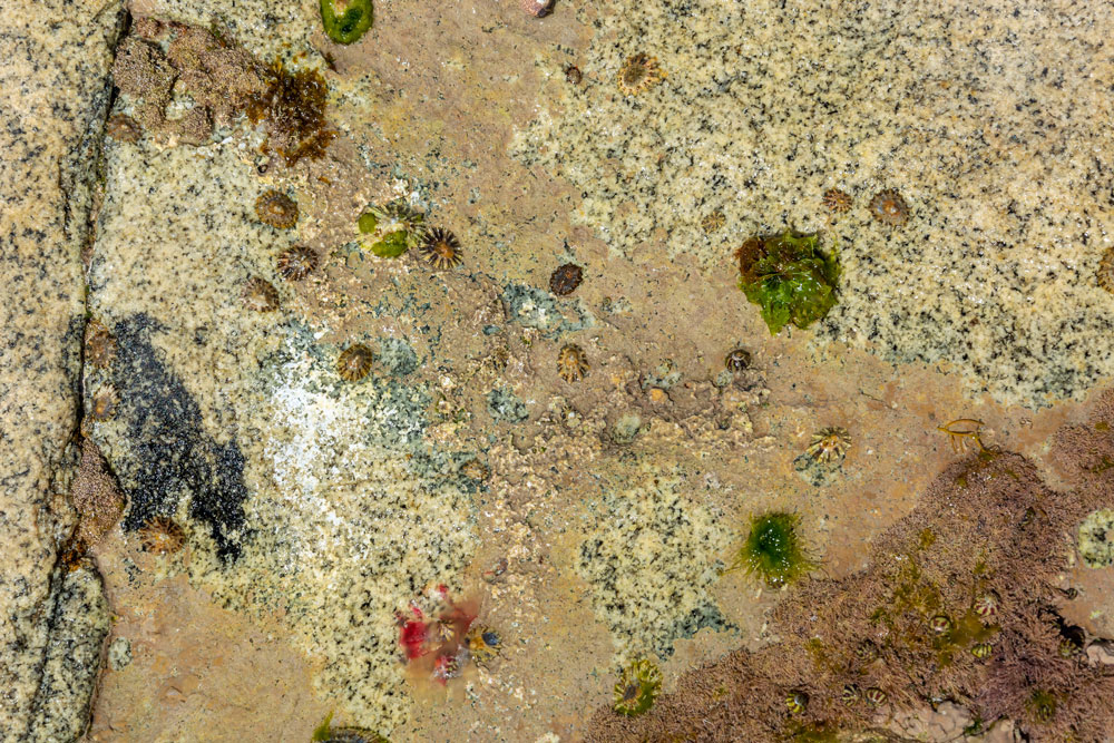 biotoop IV | 2026 | fine art print | 40x30cm