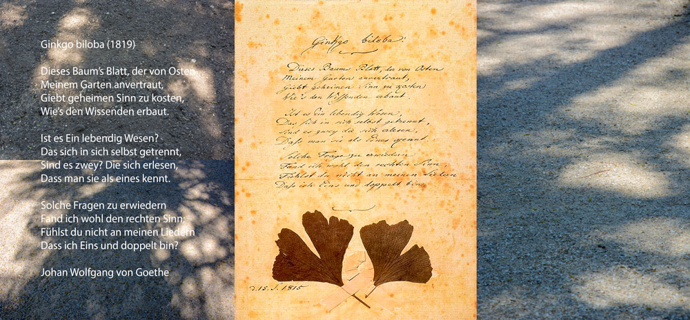 Goethe's Ginkgo Biloba - 2 | 2025 | fine art print | 42 x 20 cm