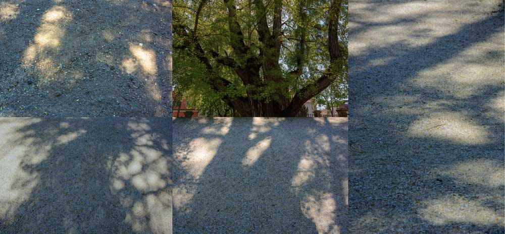 Goethe's Ginkgo Biloba - 1 | 2025 | fine art print | 42 x 20 cm