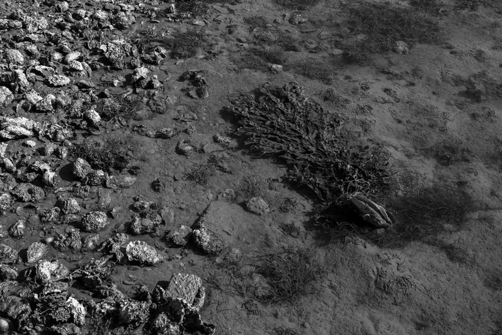 Kats – laagwater - 1 | 2024 | fine-art print | 40x30cm