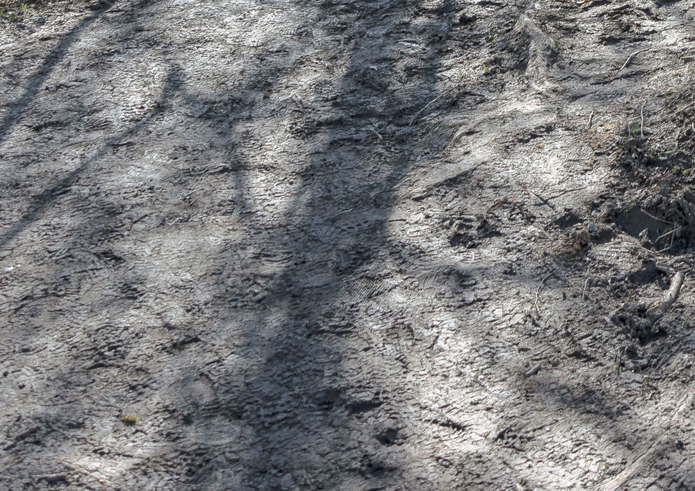 rivierbos  | 2023 | fine-art print | 40x30cm 