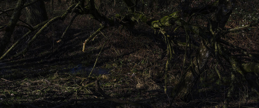 into the woods 6 | 2022 | fine art print A/P | 45x20 cm