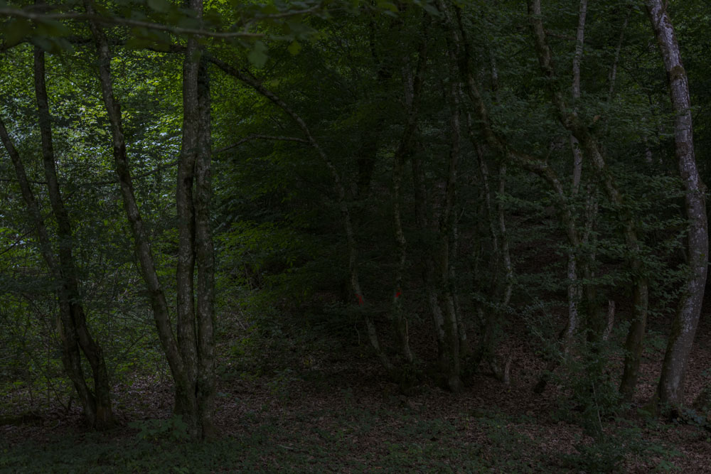 into the woods II / 2 | 2026 | fine art print | 45 x 30cm