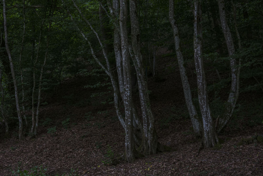 into the woods II / 5 | 2026 | fine art print | 45 x 30cm