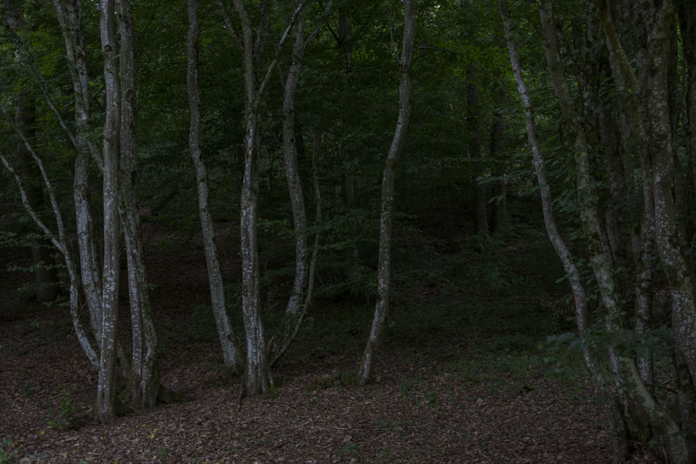 into the woods II / 7 | 2026 | fine art print | 45 x 30cm