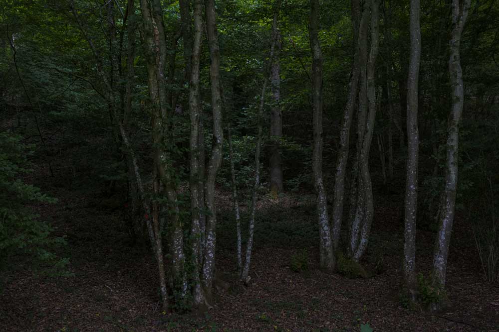 into the woods II / 6 | 2026 | fine art print | 45 x 30cm